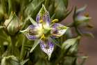 Green gentian wildflowers in Fish Lake National Forest Art Print